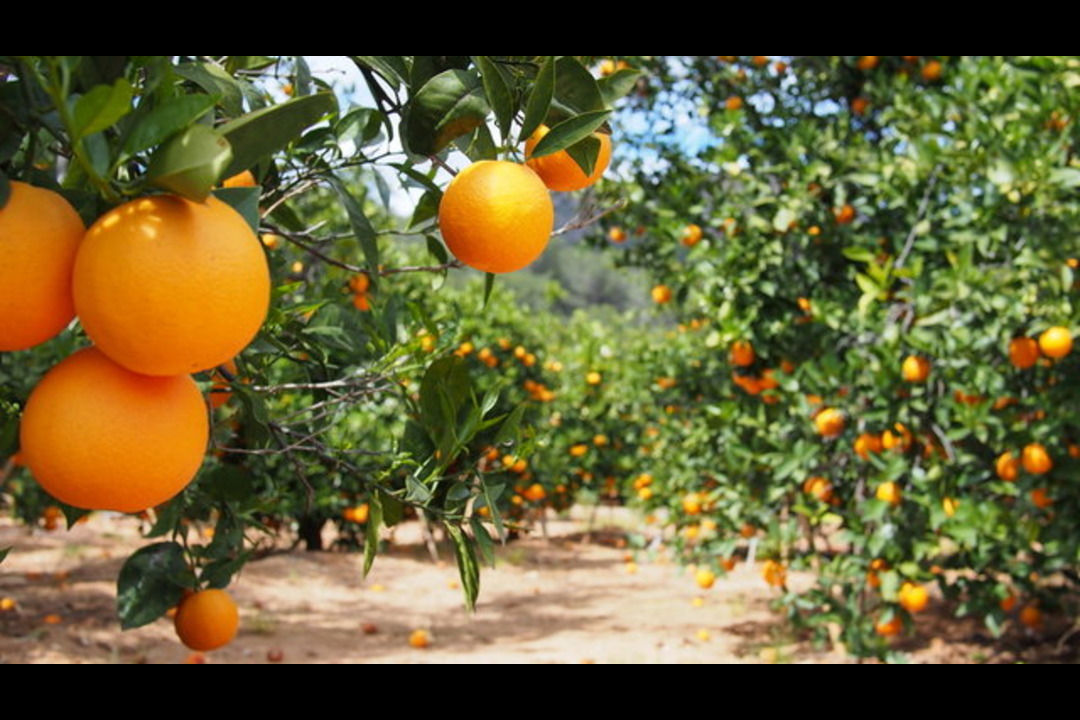 Tree Farms & Orchards